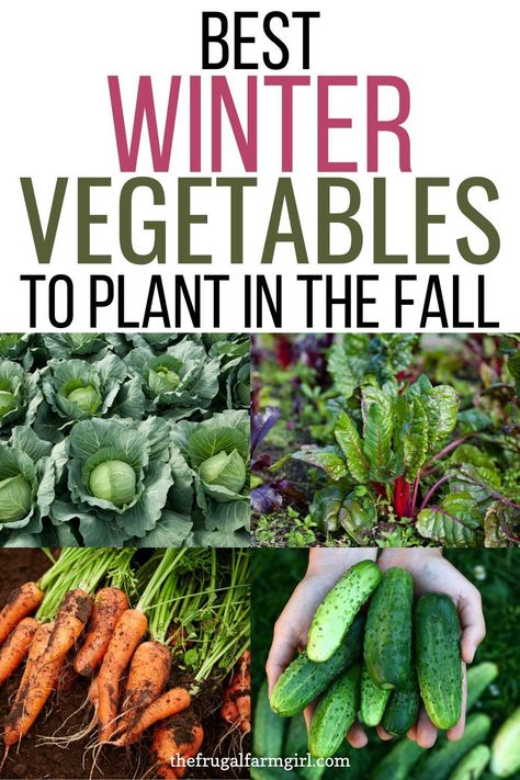 Winter Seasonal Vegetables, Winter Planting, Best Vegetables To Grow, Vegetables To Plant, Frugal Gardening, Winter Veggies, Best Vegetables, Winter Greens, Winter Vegetables Gardening