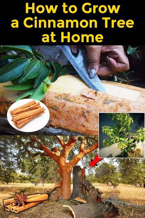 Growing a cinnamon tree at home can be a rewarding experience, offering not just a beautiful plant but also the potential to harvest your own cinnamon. How To Grow Cinnamon, How To Grow Cinnamon Plants, Grow Cinnamon, Cinnamon Tree, Tree Orchard, Spice Garden, Growing Fruit Trees, Homestead Gardens, Backyard Vegetable Gardens