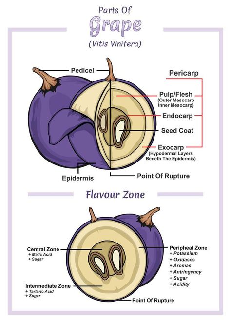 Grape structure diagram. Grape structure vector illustration. Grape education and parts. fruit education study fruit infographic Fruit Infographic, Grape Illustration, Grape Types, Training Vines, Wine Grape, Wine Knowledge, Holiday Program, Wine Club, Powerpoint Themes