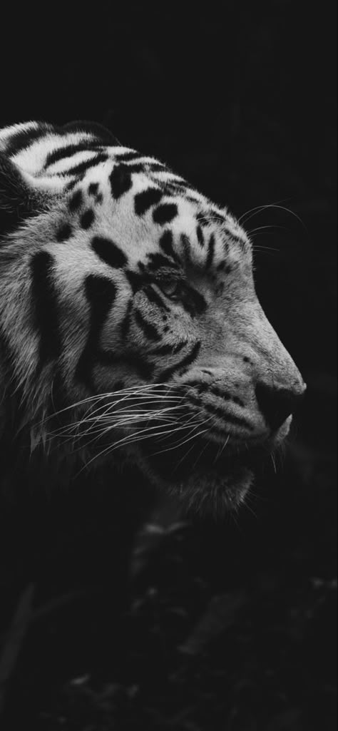 Iphone Wallpaper Hd Original, Iphone11 Pro, Iphone Wallpaper Hd, White Tiger, Animal Wallpaper, White Photo, Beautiful Animals, Big Cats, Wild Animals