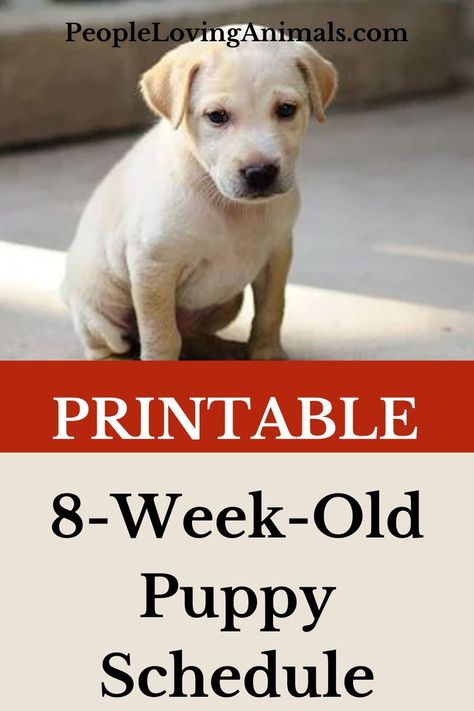 Printable 8-Week-Old Puppy Schedule, 8 week old puppy schedule, 8 week old puppy schedule printable, schedule for an 8 week old puppy, 8 week old puppy training schedule, 8 week old puppy potty training schedule, puppy training schedule, puppy schedule, printable puppy training schedule, puppy training schedule printable, puppy schedule, printable puppy schedule, new puppy schedule, printable new puppy schedule, Puppy Training Puppy Schedule 8 Week Old, New Puppy Schedule, Puppy Potty Training Schedule, 8 Week Old Puppy, Potty Training Schedule, Puppy Schedule, Puppy Potty Training, Puppy Training Schedule, Printable Schedule