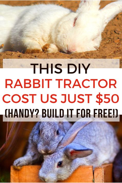 Colony Rabbit Housing, Rabbit Farming Ideas, Rabbit Colony Set Up, Rabbit Colony Ideas, Rabbit Barn Ideas, Rabbits And Chickens Together, Rabbit Run Ideas, Colony Rabbits, Rabbit Diy Ideas