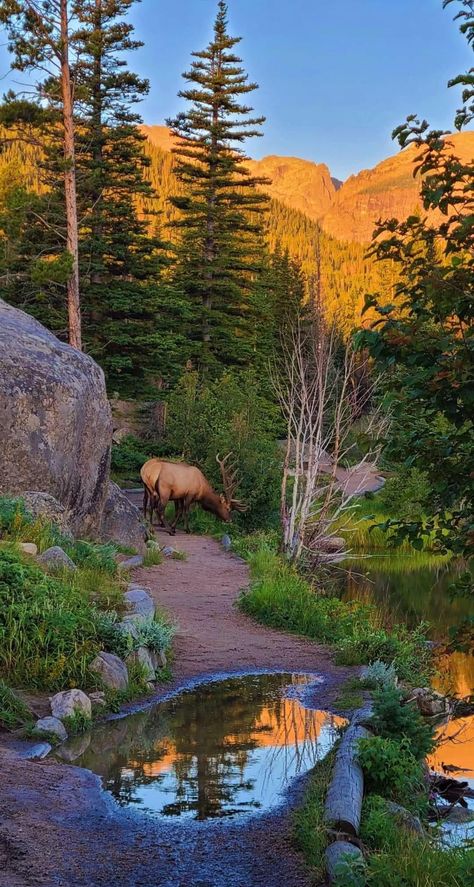 Yellowstone Photography, Forest And Wildlife, Beautiful Landscape Photography, Countryside Landscape, Landscape Photography Nature, Aspen Trees, Pretty Landscapes, Majestic Animals, Landscape Scenery