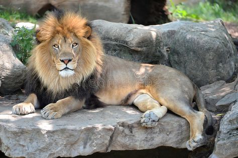 Leopard Painting, Lion Photography, Lion Drawing, Practice Drawing, Wildlife Artwork, Male Lion, Cat Reference, Animal References, African Lion