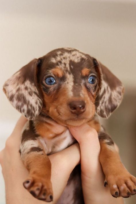 Dapple Dachshund Miniature, Mixed Dog Breeds, Big Dogs Breeds, Biggest Dog In The World, Funny Dog Signs, Dapple Dachshund Puppy, Biggest Dog, Cute Fluffy Dogs, Baby Dachshund