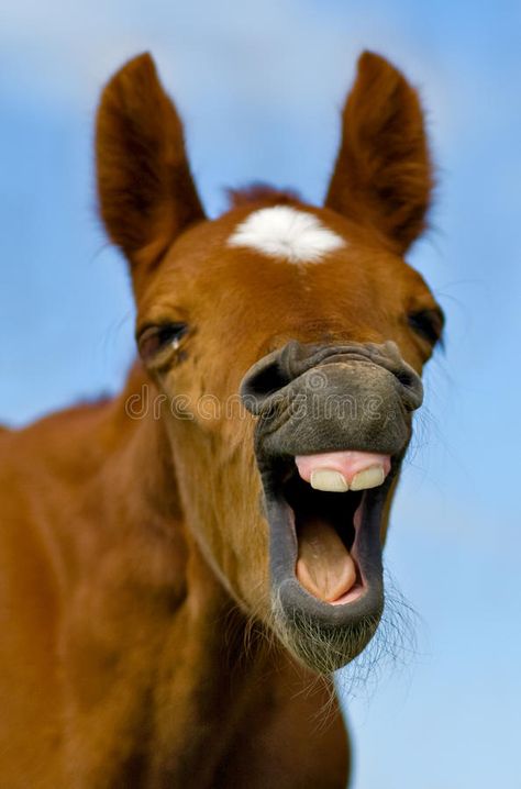 Horse Teeth, Laughing Horse, Western College, Horse Face, Dental Surgery, Horse Health, Teeth Care, Veterinary Medicine, Very Funny