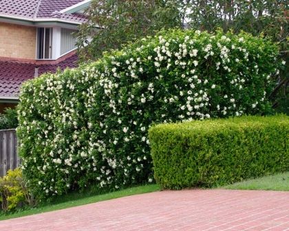 Murraya Hedge, Murraya Paniculata, Garden Hedges, Screen Plants, Jasmine Plant, Herb Garden Design, Front Garden Design, Plant Propagation, Evergreen Shrubs