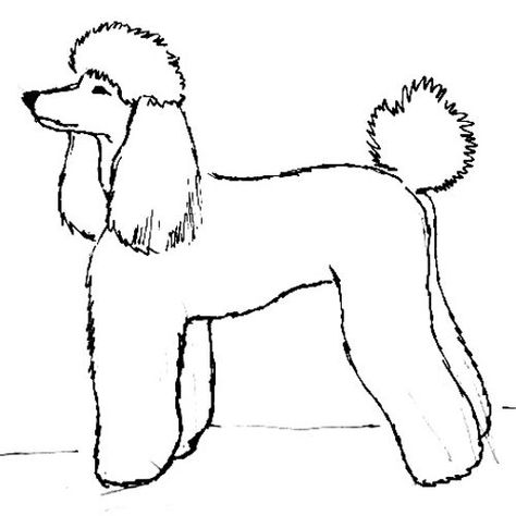 How to draw a poodle tutorial How To Draw A Poodle, Simple Poodle Drawing, Cartoon Poodle Drawing, Hazel Tattoo, Poodle Drawings, Poodle Outline Drawing, Poodle Outline, Poodle Sketch Illustrations, Bichon Frise Drawing