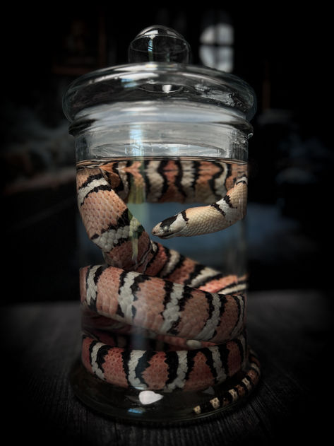 Wet specimen pet memorials by Haunted Attic Haunted Attic, Arizona Mountains, King Snake, Memorial Services, Wet Specimen, Corn Snake, Ball Python, Leopard Gecko, Curio Cabinet