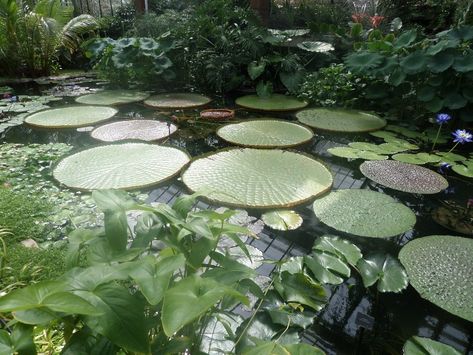 Lily + Core + Aesthetic, Plants Are Friends, Coffee Staining, The Pond, Green Nature, Plant Mom, Green Aesthetic, Lily Pads, Pretty Pictures