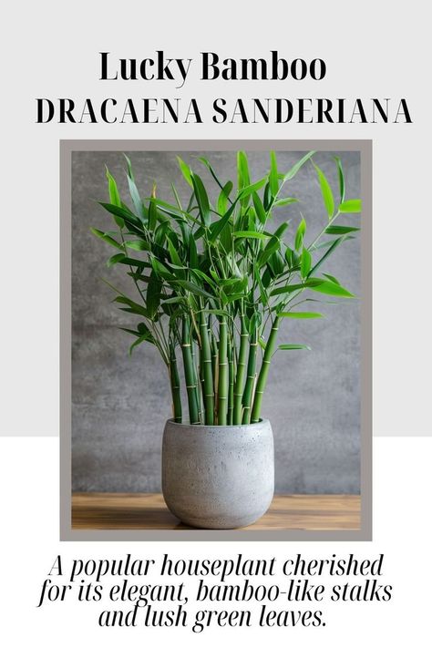 "Lucky Bamboo (Dracaena sanderiana) is a popular houseplant cherished for its elegant, bamboo-like stalks and lush green leaves. 🎍🌿 Believed to bring good fortune and positive energy, Lucky Bamboo is easy to care for and thrives in low to medium light. It can be grown in water or soil, making it a versatile addition to any indoor space. Perfect for home or office.🍃🏡 #LuckyBamboo #IndoorPlants #GoodFortune #EasyCare" Bamboo Plant Indoor, Dracaena Sanderiana, Plant Indoor, Bamboo Plant, Lucky Bamboo, Bamboo Plants, Good Fortune, Lush Green, Positive Energy