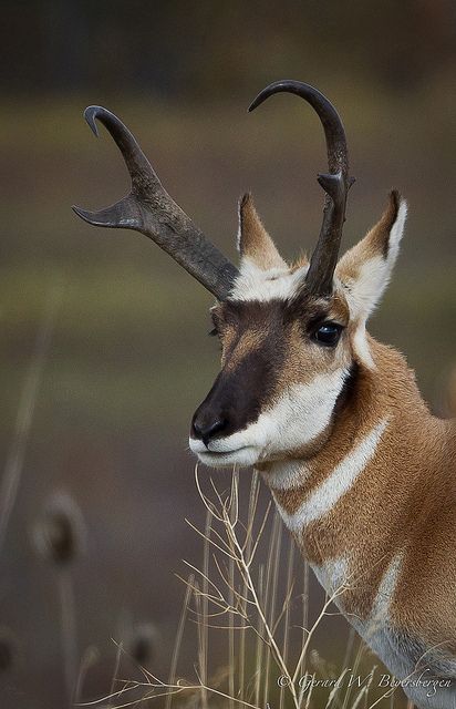 A fine looking Pronghorn Antelope as photographed in Montana's National Bison Range. Colorado Wildlife, Antelope Hunting, Pronghorn Antelope, Animals With Horns, North American Animals, North American Wildlife, Southwest Usa, Mule Deer, Manx