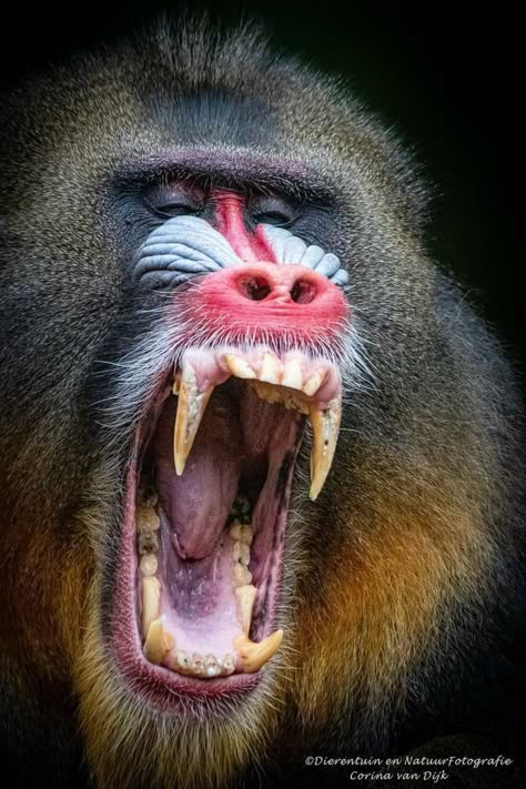 Mandrill Art, Mandrill Tattoo, Mandrill Monkey, Apes Together Strong, Creepy Old Photos, Dragon Adventures, Yeti Bigfoot, Creature Reference, Animals Of Africa