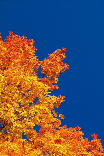 Orange and blue Fall Sky, Bright Autumn, Autumn Sky, Autumn Blue, Blue Autumn, Blue Photography, Maple Trees, I Love Autumn, Blue Yellow Orange