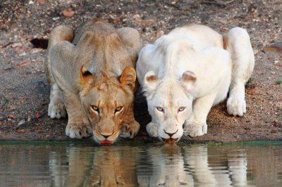 Lionesses at the Watering Hole:Taken at the Motswari Private Game Reserve in South Africa, we see two lionesses having a drink at a watering hole. On the right is a rare white lion from the Xakubasa Pride. The photograph was taken by the park’s ranger Chad Cocking who keeps an amazing blog that you can check out here. If you enjoy amazing animal and nature photography it’s definitely a blog you can spend some time on. White Lions, Albino Animals, Lions And Tigers, Cheetahs, Here Kitty Kitty, Cutest Animals, Kitty Kitty, Animal Planet, Amazing Animals