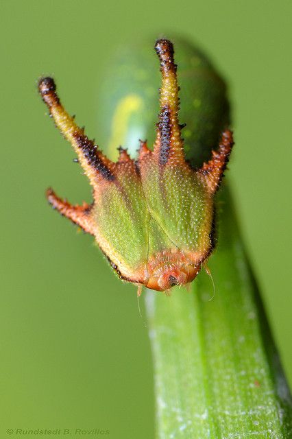 Horny Caterpillar - Tailed Emperor caterpillar (Polyura pyrrhus) | Flickr - Photo Sharing! Horned Caterpillar, Emperor Caterpillar, Creepy Crawlers, Cool Insects, Tiny Dragon, Moth Caterpillar, Cool Bugs, A Bug's Life, Beautiful Bugs