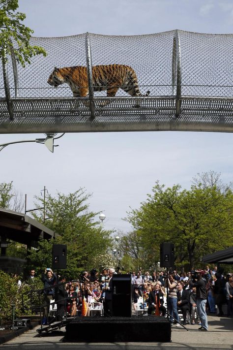 Wild Cat Breeds, Tiger Zoo, Philadelphia Zoo, Stray Cat, Zoology, Primates, Cool Inventions, Exhibition Design, Big Cats