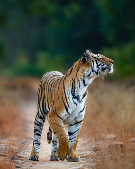 Big Tiger, Big Cats Photography, Save The Tiger, Wild Animals Photography, Cat Anatomy, Tiger Pictures, Cat Reference, Animal Study, Pet Tiger