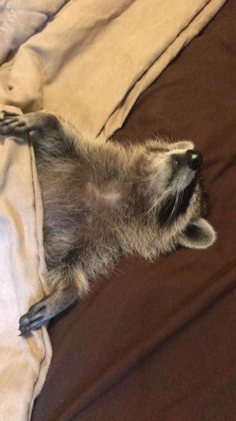 My pet raccoon enjoying a nap Pet Raccoon, My Pet, Animal Pictures, Cute Animals, Pet, Animals, Pins