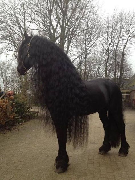 Wow - absolutely beautiful Fresian horse. Black Horses, Friesian Horse, Majestic Horse, All The Pretty Horses, Horse Crazy, Draft Horses, Black Horse, Pretty Horses, Horse Pictures