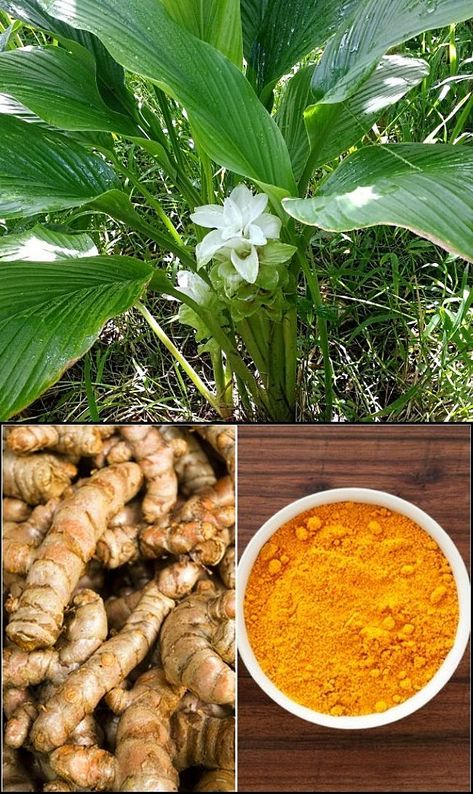 How to grow Turmeric, the impressive plant that gives us a wonderful spice | My desired home Grow Turmeric, Turmeric Plant, Brown Spots Removal, Growing Herbs, Medicinal Plants, Healthy Living Lifestyle, Healthy Nutrition, Jewelry Shopping, Growing Vegetables