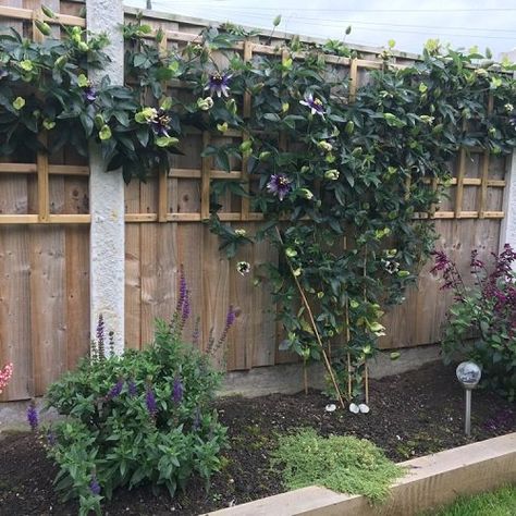 Passion Fruit Landscaping, Climbing Passion Flower, Passionfruit Vine Fence, Passionfruit Plant Trellis, Passion Fruit Garden Ideas, Passionfruit Vine Trellis Ideas, Trellis For Passion Fruit, Passionfruit Vine Trellis, Passion Flower Trellis