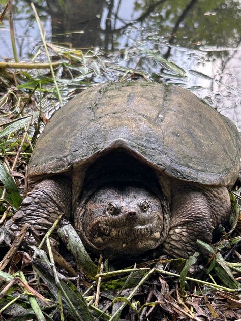 Common Snapping Turtle (Chelydra serpentina) Common Snapping Turtle, Sarah Ross, Snapping Turtle, Word Pictures, Weird Creatures, Turtles, Animals