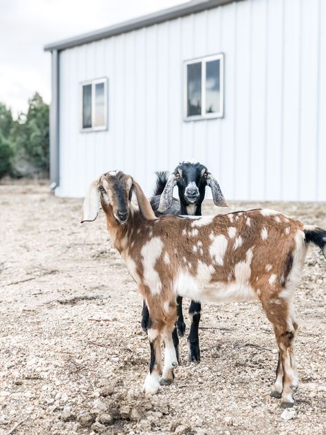 Livestock Farming Animals, Goat Farm Aesthetic, Goat Homestead, Goats Homestead, Pet Goats, Farm Goats, Nubian Goats, Farm Livestock, Homestead Animals