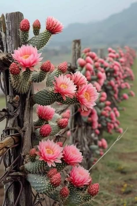 Cactus Mexico, Cactus House Plants, Desert Flowers, Cactus Garden, Cactus Flower, Cactus And Succulents, Desert Rose, Succulents Garden, Cacti And Succulents