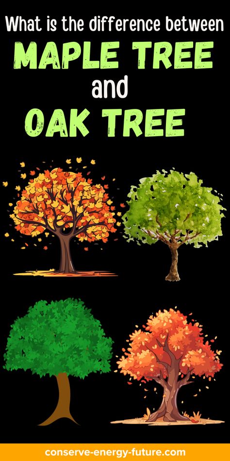 There are many things to consider when choosing a tree to plant. Oak and maple trees are two of the most often selected varieties. Each can be the best option in certain circumstances due to their distinct advantages. To assist you in choosing the best kind of tree for your needs, let’s examine some of the main distinctions between these two varieties. / maple tree . Japanese. Red maple tree. Maple tree Landscape. Aesthetic maple tree. Types of maple tree. Autumn blaze. Chinese. Small / Maple Tree Landscape, Autumn Blaze Maple, Japanese Red Maple, Tree Types, Landscape Aesthetic, Red Maple Tree, Tree Autumn, Conserve Energy, Maple Trees