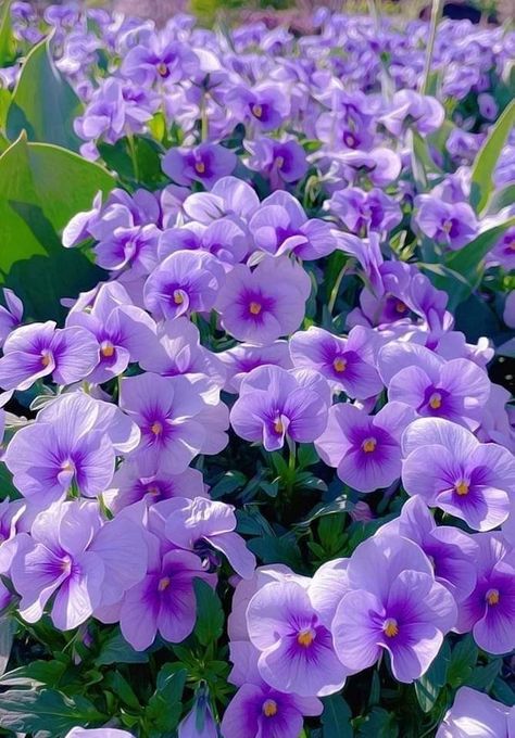 Floral Design Wallpaper, Herbal Plants, Purple Garden, Beautiful Flowers Photos, Beautiful Images Nature, Green Nature, Beautiful Flowers Garden, Lilac Flowers, Beautiful Flowers Pictures