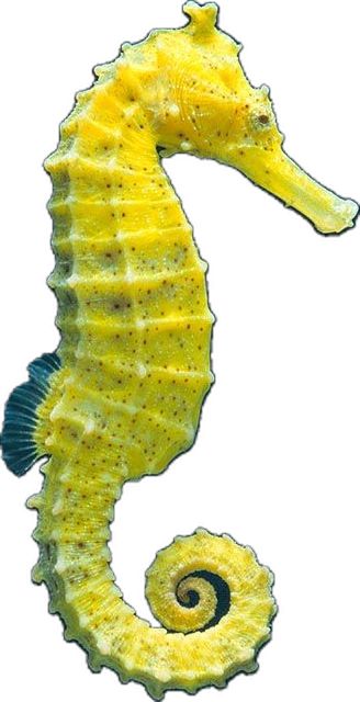 Yellow Seahorse, Seahorse Art, Sea Horse, Horse Art, Collage, Yellow, Pins, Art