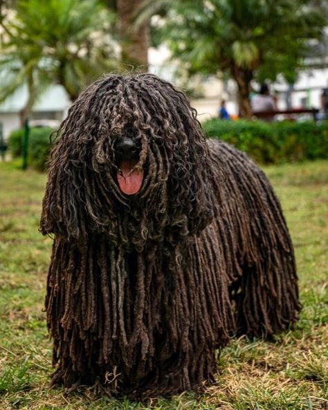 Dog Breed ➡️ HUNGARIAN PULI From @historiasdeapor Jose Geldres 📸 @rafo.cardenas 🐶 Apor 7 Years Old Country 🇵🇪 Moss Ideas, Hungarian Puli, Puli Dog, Hungarian Dog, Dog Photos, Dog Breed, Animals Friends, Pet Shop, Animal Pictures