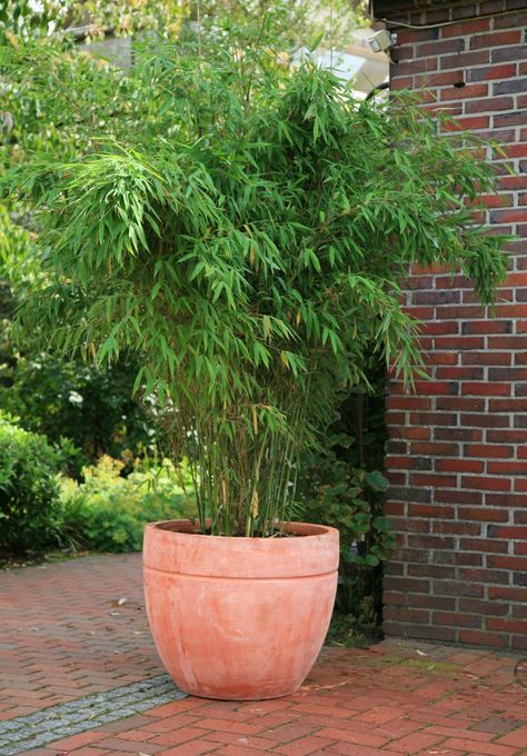 Umbrella Bamboo - Fargesia murielae. Zone: 5; 10-14' Height, 0.50" in stalk diameter. *Can be used as a hedge, screen or even potted. Soft, cascading canopy, with new stalks being light blue and fading to a yellow-green. Best if afternoon shade or combination of shade and sun throughout the day* Fargesia Rufa, Bamboo Hedge, Plants For Small Gardens, Bamboo In Pots, Jungle Gardens, Patio Planters, Bamboo Garden, Bamboo Plants, Back Garden