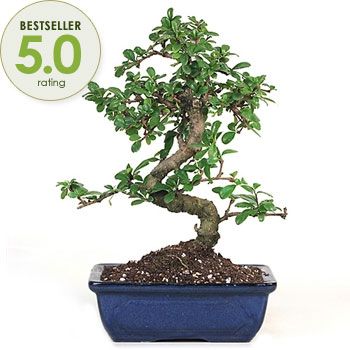 Bonsai Fertilizer, Flowering Bonsai Tree, Flowering Tea, Bonsai Tree Care, Bonsai Care, Indoor Bonsai Tree, Indoor Bonsai, Indoor Trees, Bonsai Art