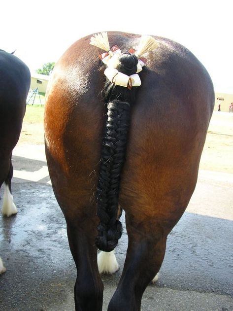 Braiding Horse Tails, Horse Tail Braid, Horse Reference Photos, Horse Hairstyles, Horse Braids, Horse Mane Braids, Horse Hair Braiding, Horse Braiding, Horse Reference