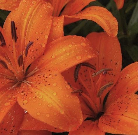 Colours Aesthetic, Orange Lilies, Sunset Colours, Flowers Aesthetic, Orange Aesthetic, Orange Flowers, Orange, Flowers