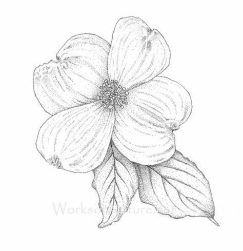 Dogwood Flower Sketch, Dogwood Flower Tattoo Shoulder, Pacific Dogwood Tattoo, Flowering Dogwood Tattoo, Dogwood Tattoos For Women, Dogwood Tattoos, Dogwood Tree Tattoo, Dogwood Flower Tattoo, Dogwood Tattoo