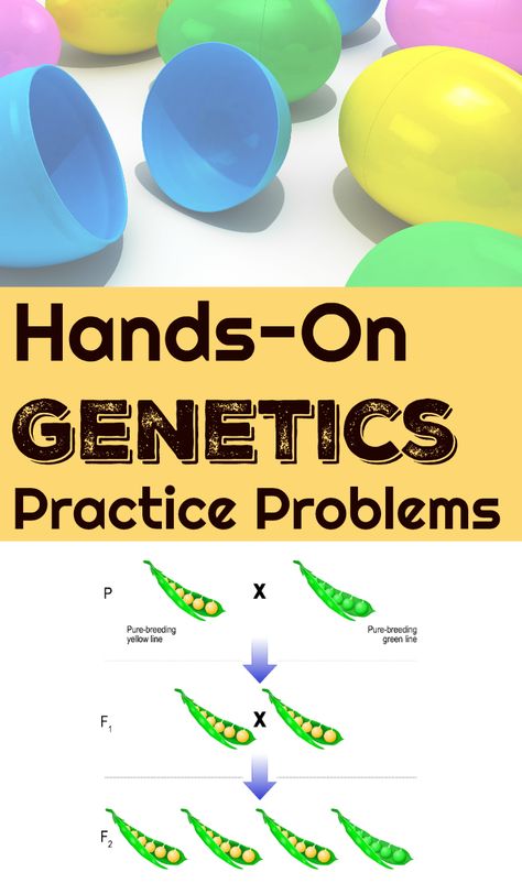 Genetics Activities Middle School, Genetics Experiments, Genetics Activities, Homeschool Science Experiments, Inherited Traits, Punnett Squares, Homeschool Science Curriculum, School Biology, Blended Families