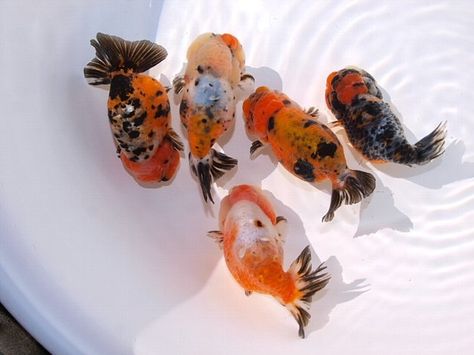 Ranchu Gold Fish 283 Ranchu Fish Tattoo, Ranchu Gold Fish Tank, Gold Fish Aesthetic, Ranchu Gold Fish, Ranchu Fish, Aesthetic Fish, Pet Aesthetic, Fish Aesthetic, Pet Goldfish