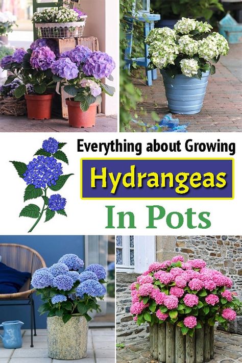 Are you looking forward to Growing Hydrangeas in Pots? Here is the complete guide on how you can grow and care for them in the containers! Potted Hydrangeas On Porch, How To Grow Hydrangeas In Pots, How To Care For Hydrangeas In A Pot, Planting Hydrangeas In Pots, Growing Hydrangeas In Pots, Hydrangea In Pots Planters, Hydrangeas In A Pot, Hydrangea In Pots, Potted Hydrangea Care