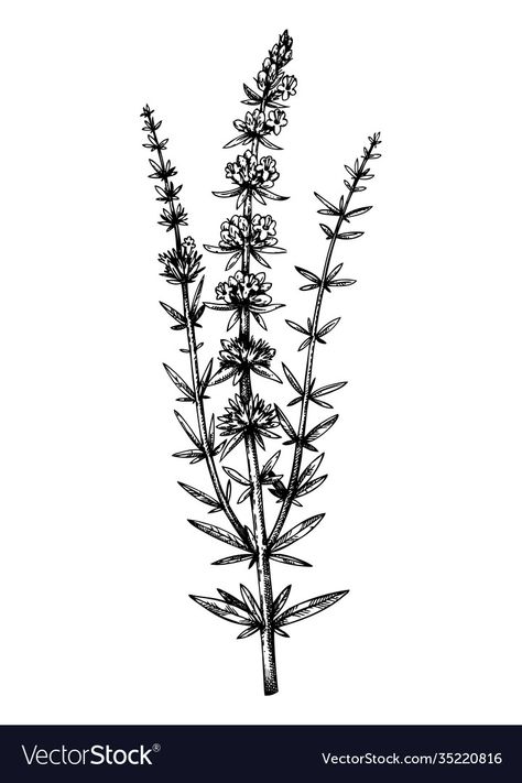 Hyssop Flower Tattoo, Hyssop Tattoo Simple, Hyssop Plant Tattoo, Herb Drawings Botanical Illustration, Hyssop Branch Tattoo, Hyssop Drawing, Hyssop Tattoo, Romantic Impressionism, Faith Images