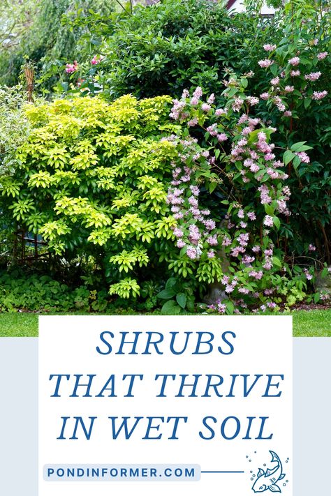 Discover a list of shrubs that thrive in wet soil with pictures and descriptions included at Pond Informer. Water Loving Shrubs, Best Plants For Wet Areas, Wet Garden Ideas Landscapes, Flowers For Wet Areas, Wet Soil Plants Perennials, Plants For Wet Shady Areas, Water Absorbing Plants, Plants That Like Wet Soil, Plants For Wet Areas Backyards