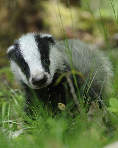 Badger Aesthetic, Badger Pictures, European Badger, Baby Badger, Kingdom Animalia, Spirit Animals, Animal Species, Fluffy Animals, Cute Friends