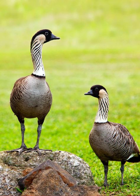 Nene Bird Hawaii, Birds Of Hawaii, Hawaii Checklist, Hawaii Birds, Hawaiian Animals, Birding Tips, Nene Goose, Hawaiian Birds, Duck Stamp