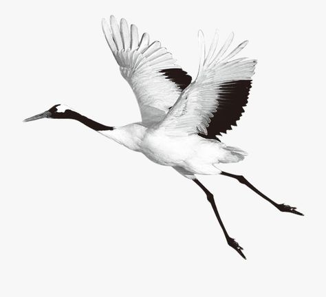 Crane Flying, Crane Drawing, Tattoo Fly, Flying Crane, Fly Drawing, Crane Tattoo, Side Neck Tattoo, Drawing Collage, Motif Jungle