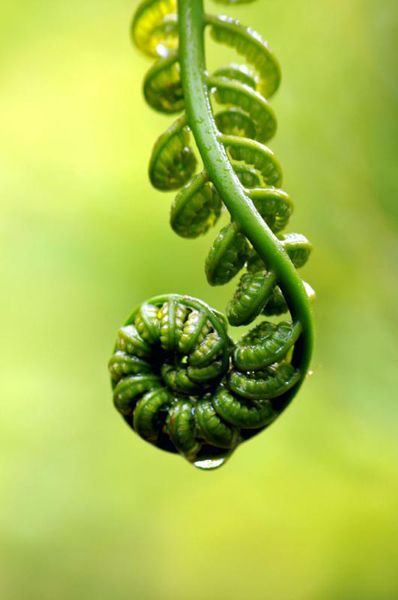 Fern Unfurling, Unfurling Fern, Hawaiian Fern, Fern Illustration, Spirals In Nature, Fern Frond, Fern Plant, Kauai Hawaii, Green Nature