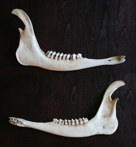 Jaw bones Animal Jaw Bone, Cracking Bones, Bone Drawing, Vulture Culture, Jaw Bone, Animal Bones, All About Animals, Baby Deer, Photography Pictures