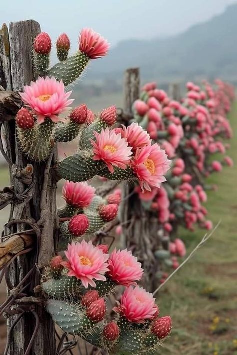 ~ It's a Colorful Life ~ Desert Rose Aesthetic, Pink Desert Aesthetic, Alternative Lawns, Santa Fe Style Decor, Southwest Aesthetic, Cool Succulents, Notebook Therapy, Desert Tones, Happy Cactus