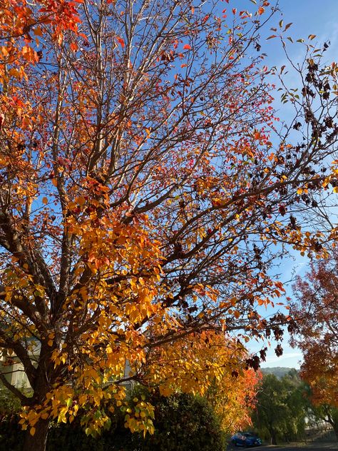 #fallaesthetic #autum #fall #nature #falltrees Brandon Core, Fall Aesthetics, October Sky, Christian Fall, Fall Nature, Fall Mood Board, Fall Mood, Pumpkin Spice Season, Seasons Change